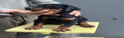 Dobermann cani in vendita: Cucciolata Dobermann Messina - Annuncio 3
