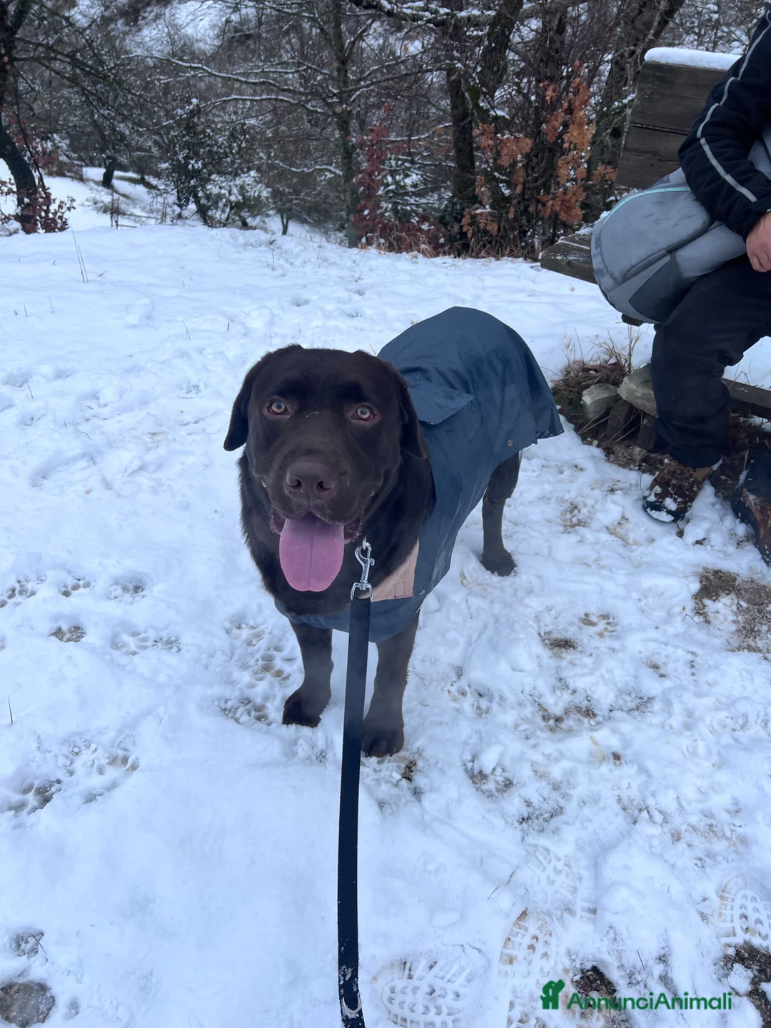 Labrador cani per accoppiamento: Labrador Retriever Chocolate per accoppiamento  a Provincia di Terni - Annuncio 2