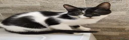 Meticcio gatti in regalo: Gattine adorabili in cerca di casa a Provincia della Spezia - Annuncio 1