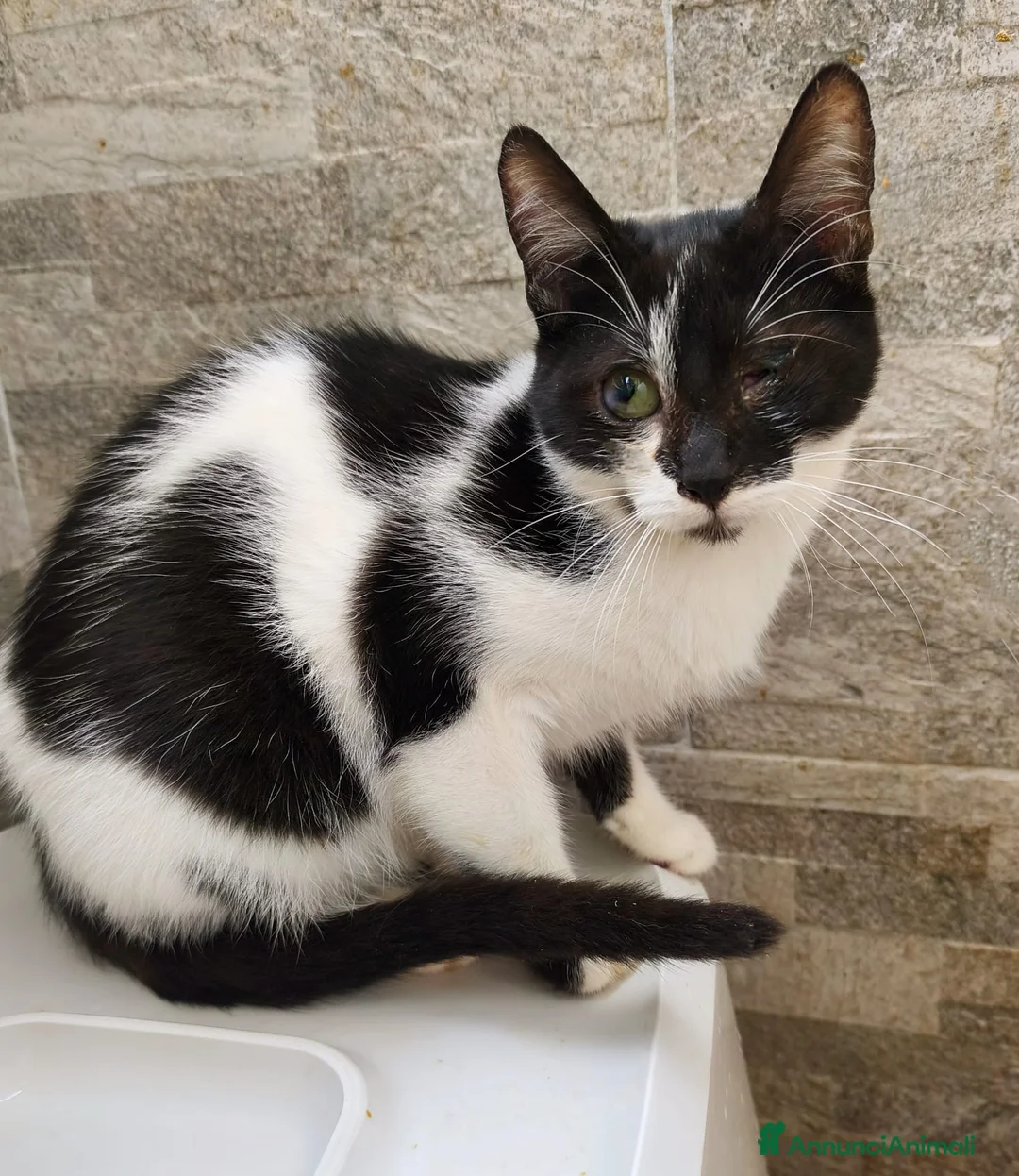 Meticcio gatti in regalo: Gattine adorabili in cerca di casa a Provincia della Spezia - Annuncio 1