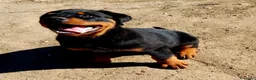 Rottweiler cani in vendita: Disponibili cuccioli Rottweiler  - Annuncio 16