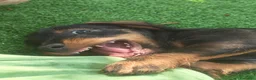 Bassotto cani in vendita: Cuccioli di bassotto a pelo duro - Annuncio 11
