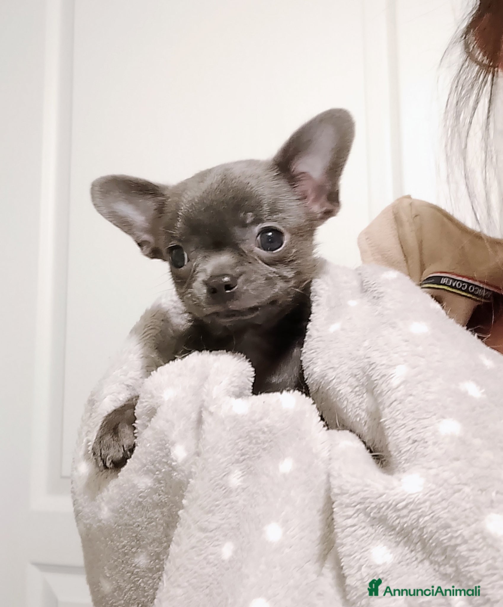 Chihuahua cani Chihuahua con pedigree ENCI  - Annuncio 4