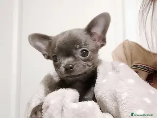 Chihuahua cani Chihuahua con pedigree ENCI - Annuncio 1