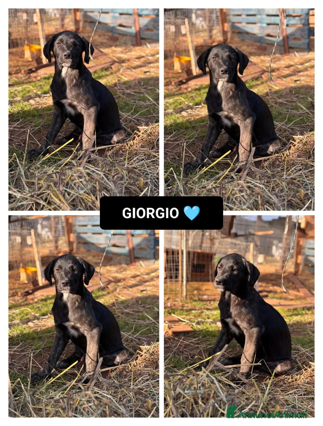 Altre razze cani in regalo: giorgio  - Annuncio 1