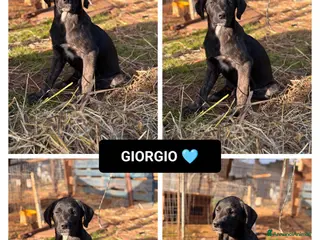 Altre razze cani giorgio - Annuncio 17