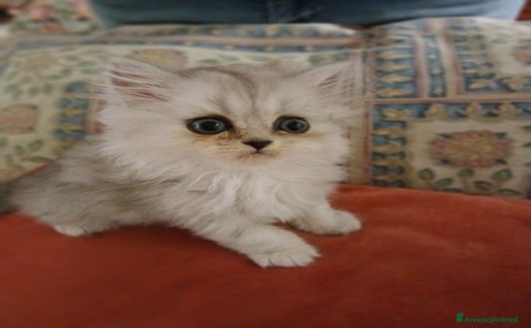 Persiano gatti a Provincia di Lecce - Annuncio 9