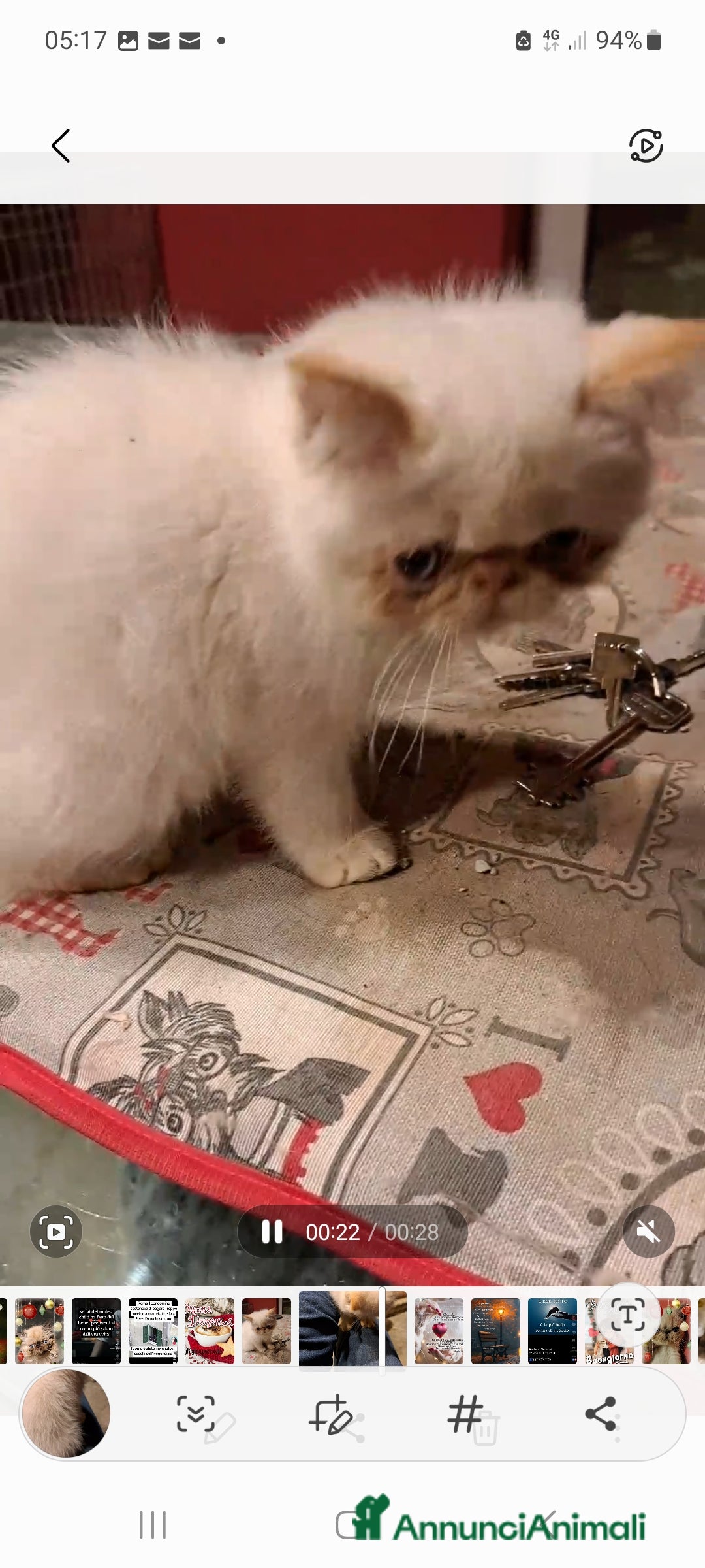 Exotic Shorthair gatti Gattino esotico - Annuncio 1