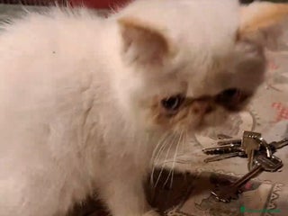 Exotic Shorthair gatti Gattino esotico - Annuncio 1