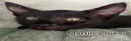 Meticcio gatti in regalo: TANTI GATTINI BISOGNOSI  a Provincia di Reggio Emilia - Annuncio 5