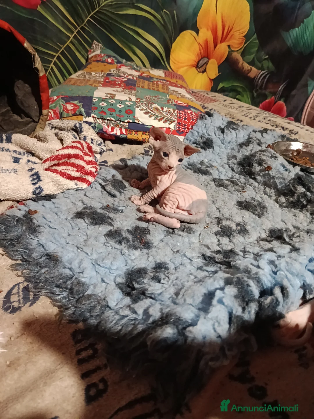 Sphynx gatti in vendita: Allevamento con affisso - Annuncio 1