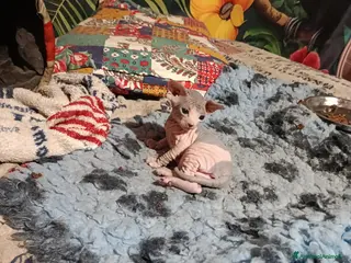 Sphynx gatti Allevamento con affisso - Annuncio 2