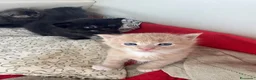 Maine Coon gatti in vendita: Maine coon  - Annuncio 6