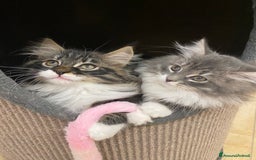 Siberiano gatti in vendita: Gattini siberiani a Provincia di Padova - Immagine 12