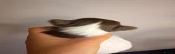 Chihuahua cani in vendita: Cucciolo chihuahua a Pelo lungo  - Annuncio 6