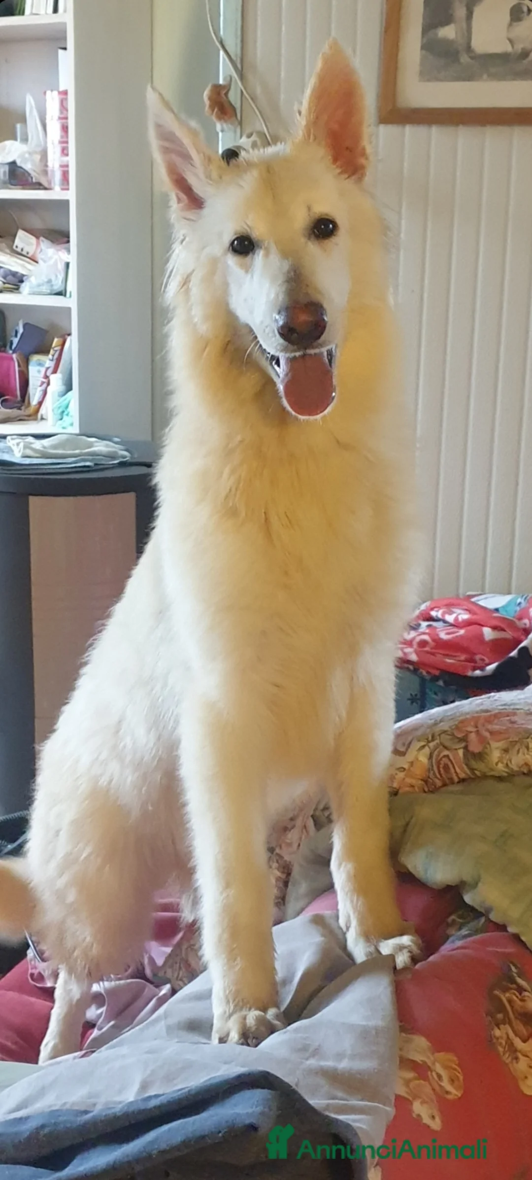 Pastore Svizzero cani in vendita: Cuccioli pastore svizzero bianco - Annuncio 13