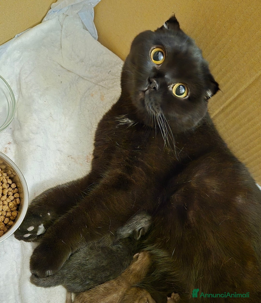 Scottish gatti Scottish fold Chocolate tabby - Annuncio 5