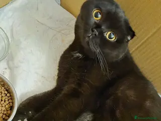 Scottish gatti Scottish fold Chocolate tabby - Annuncio 5