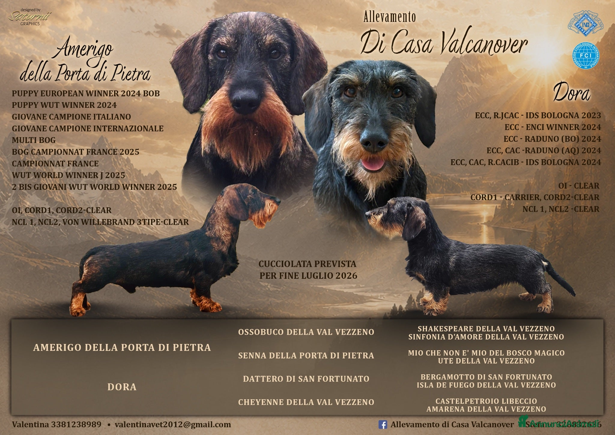Bassotto cani Cuccioli di bassotto tedesco standard a pelo duro - Annuncio 2