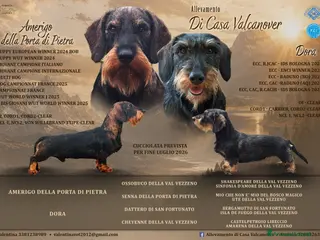 Bassotto cani Cuccioli di bassotto tedesco standard a pelo duro - Annuncio 2