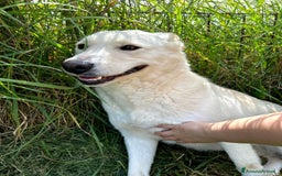 Meticcio cani in regalo: Mafalda, meravigliosa mini labradorina a Provincia di Latina - Immagine 7