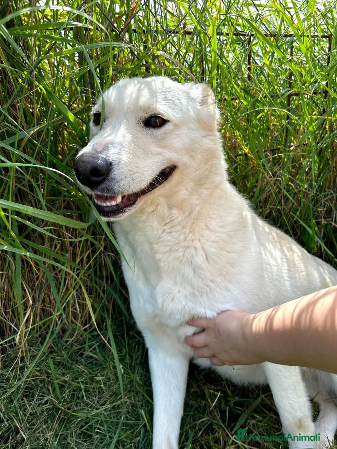Meticcio cani in regalo: Mafalda, meravigliosa mini labradorina a Provincia di Latina - Annuncio 7