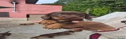 Bassotto cani in vendita: Bassotte pelo ruvido  - Annuncio 4