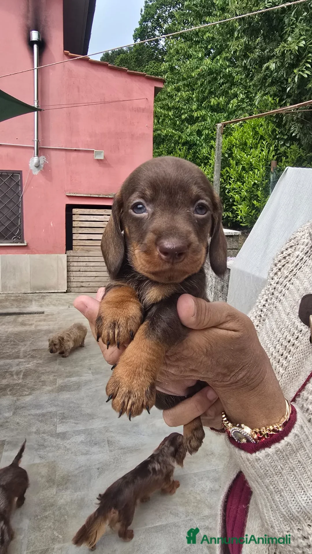 Bassotto cani in vendita: Bassotte pelo ruvido  - Annuncio 4