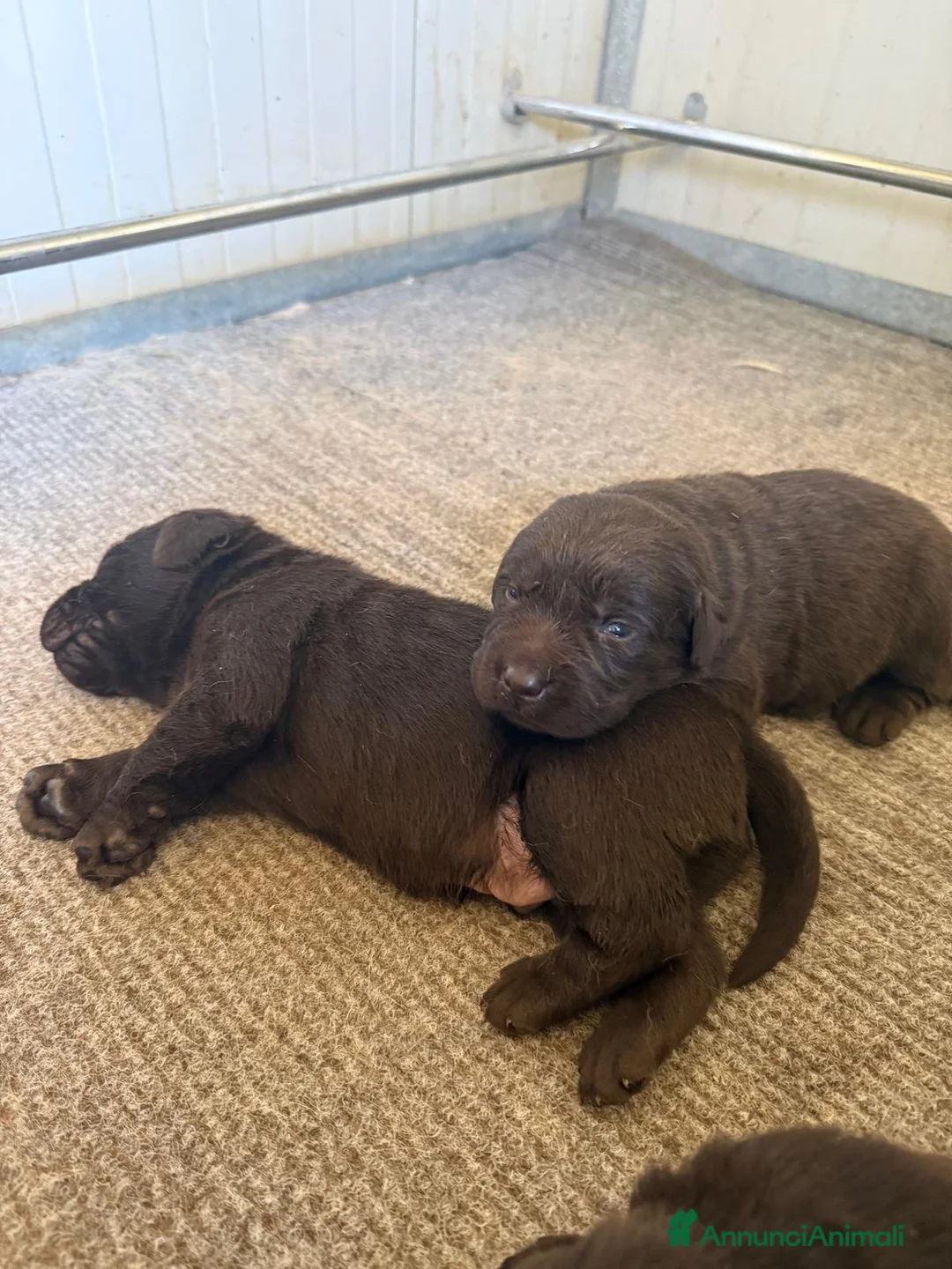 Labrador cani in vendita: Cuccioli Labrador  - Annuncio 1