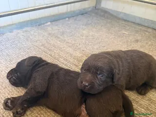 Labrador cani Cuccioli Labrador - Annuncio 2