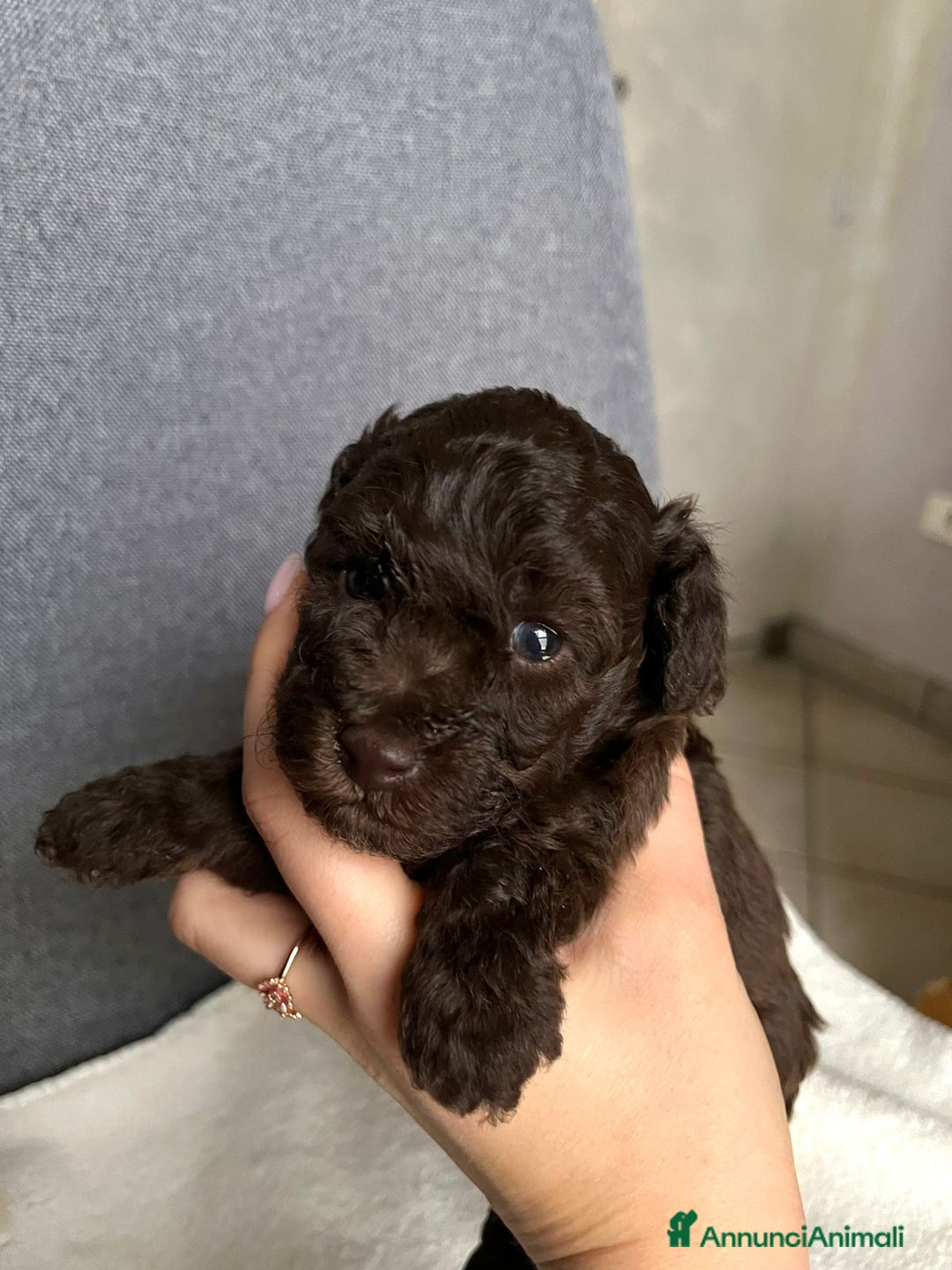 Barboncino cani in vendita: Barboncini Marroni , Bianchi e Neri con Pedigree - Annuncio 4