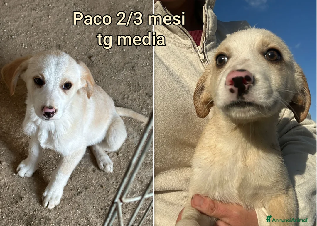 Meticcio cani in regalo: CUCCIOLI BISOGNOSI: URGENTE! - Annuncio 10