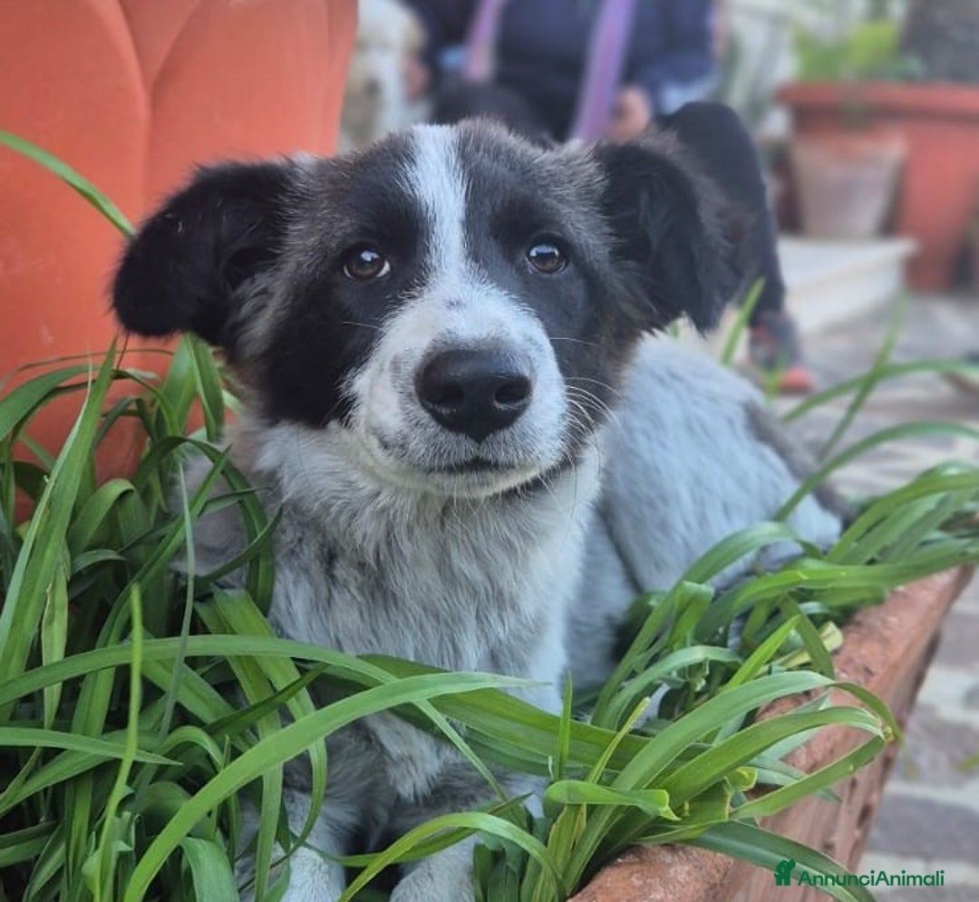 Meticcio cani in regalo: Moka socievole equilibrata affettuosa - Annuncio 6