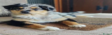 Australian Shepherd Cucciolo 4