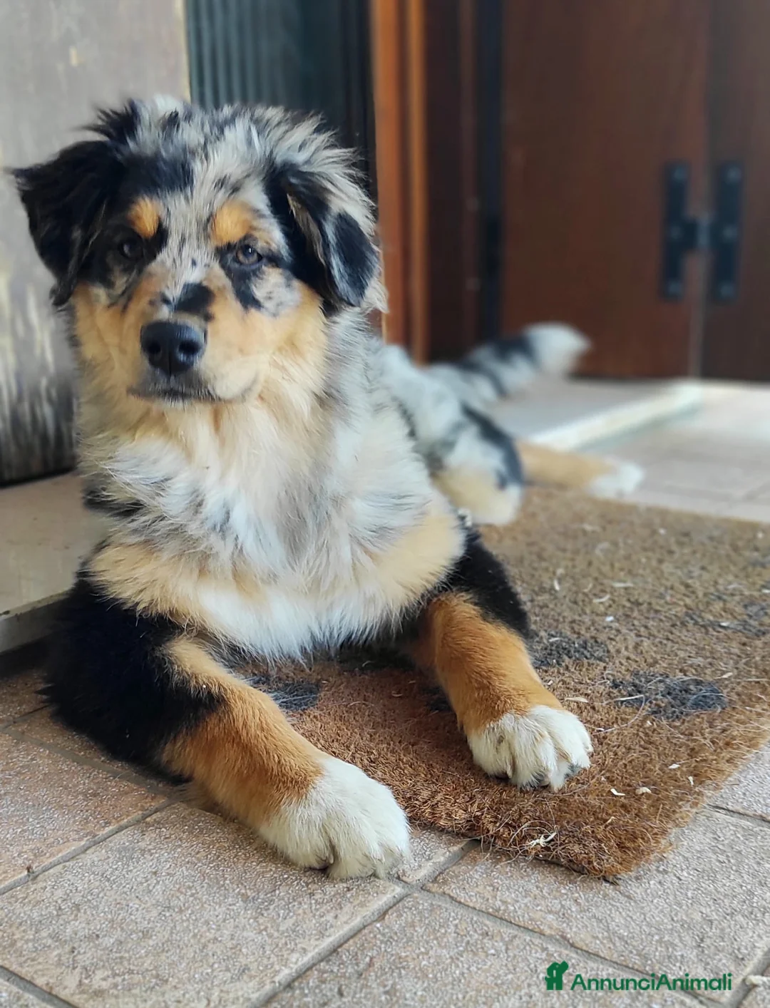 Australian Shepherd cani in vendita: Splendidi Cuccioli di Pastore Australiano  - Annuncio 2