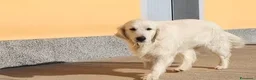 Golden Retriever cani in vendita: Ultimi 2 cuccioli di Golden Retriever con Pedigree - Annuncio 5