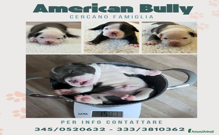 American Bully cani Dolcissimi American Bully  - Annuncio 2
