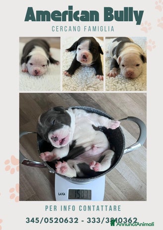 American Bully cani Dolcissimi American Bully - Annuncio 2
