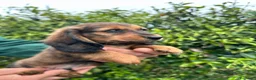 Bassotto cani in vendita: Bassotto  - Annuncio 2