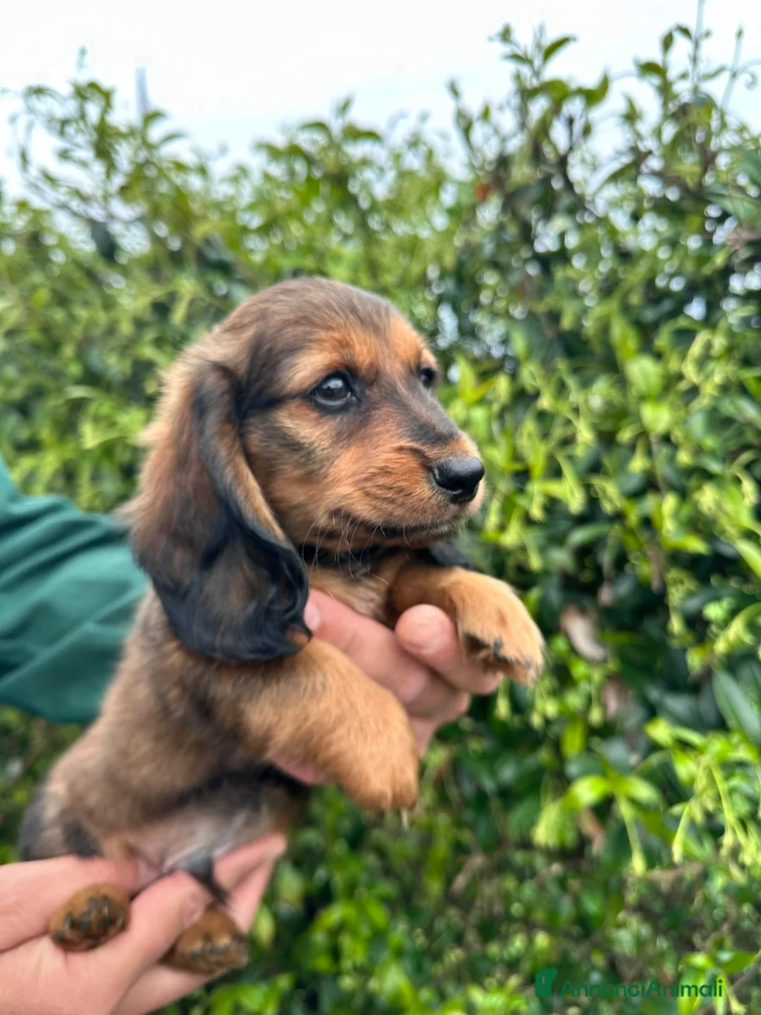 Bassotto cani in vendita: Bassotto  - Annuncio 2