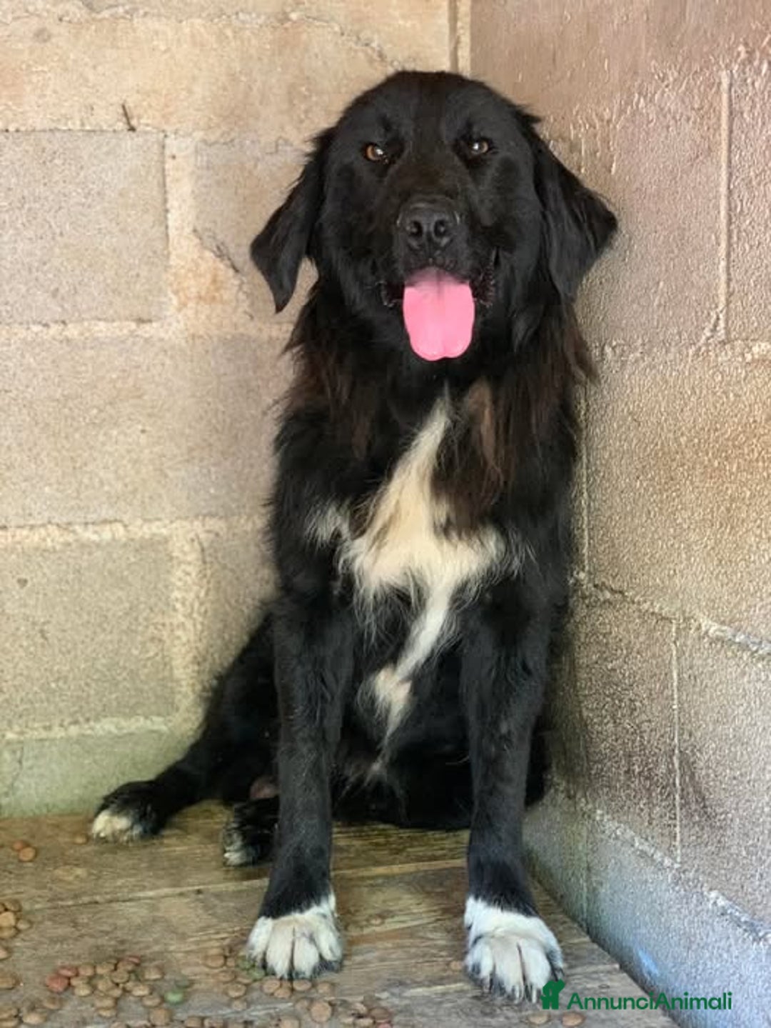 Meticcio cani in regalo: KUMBA, dolce cagnolone ignorato da tutti. - Annuncio 2