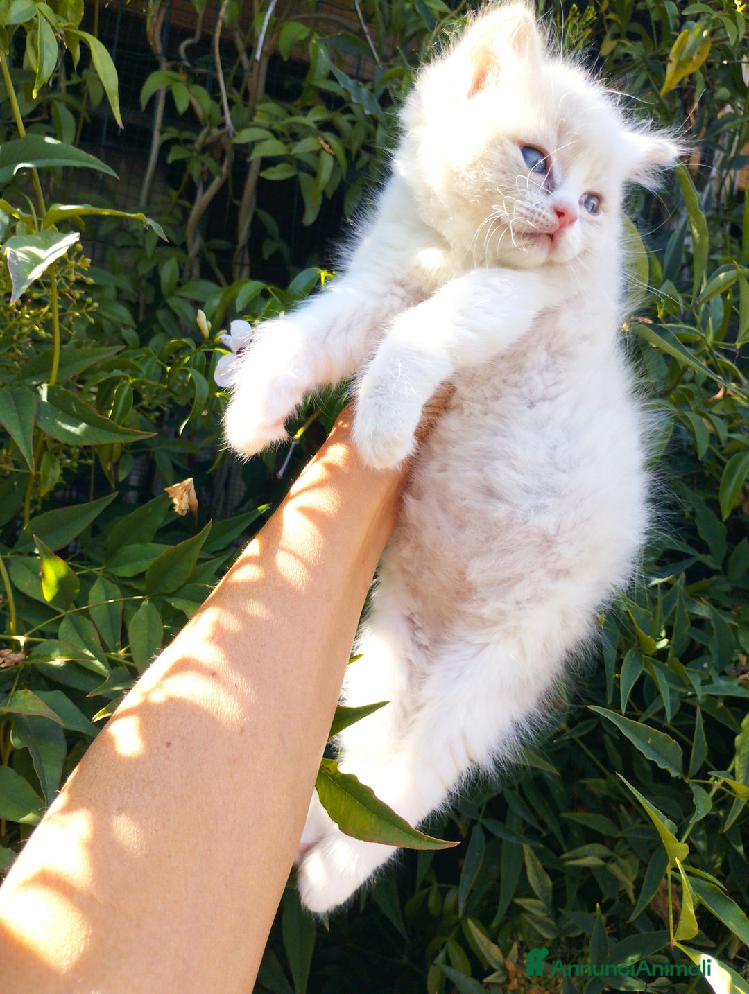Ragdoll gatti in vendita: Cuccioli RAGDOLL con Pedigree Ministeriale AGI  a Provincia di Teramo - Immagine 8