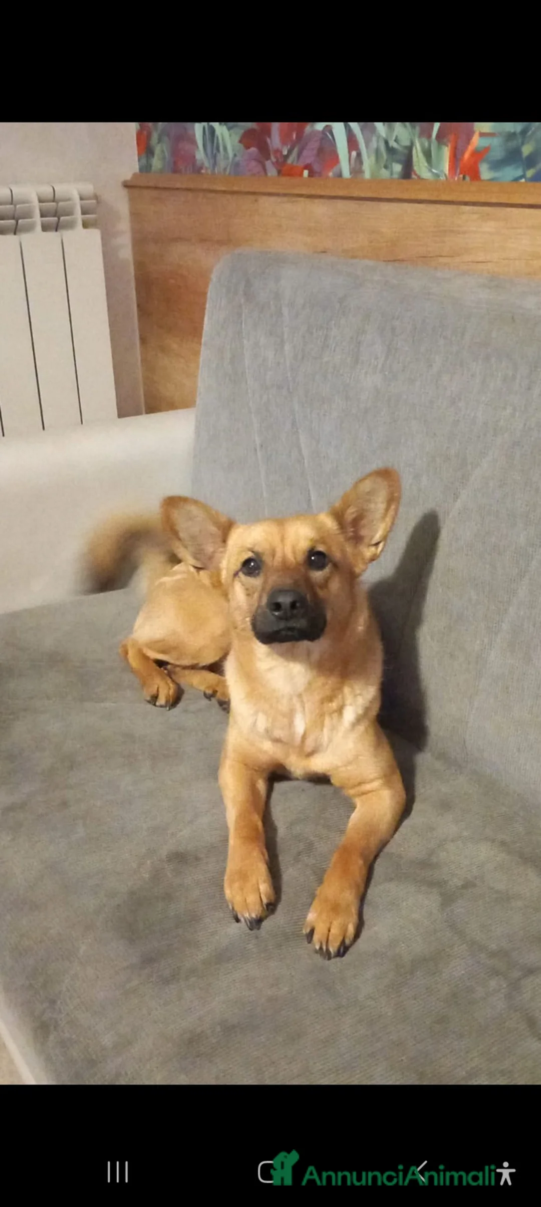 Meticcio cani in regalo: ZOE CERCA UNA NUOVA FAMIGLIA. - Annuncio 2
