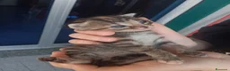Meticcio gatti in regalo: Gattini - Annuncio 3
