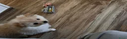 Volpino Italiano cani in vendita: Volpini  - Annuncio 4