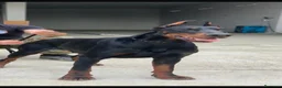 Dobermann cani in vendita: Doberman - Annuncio 1
