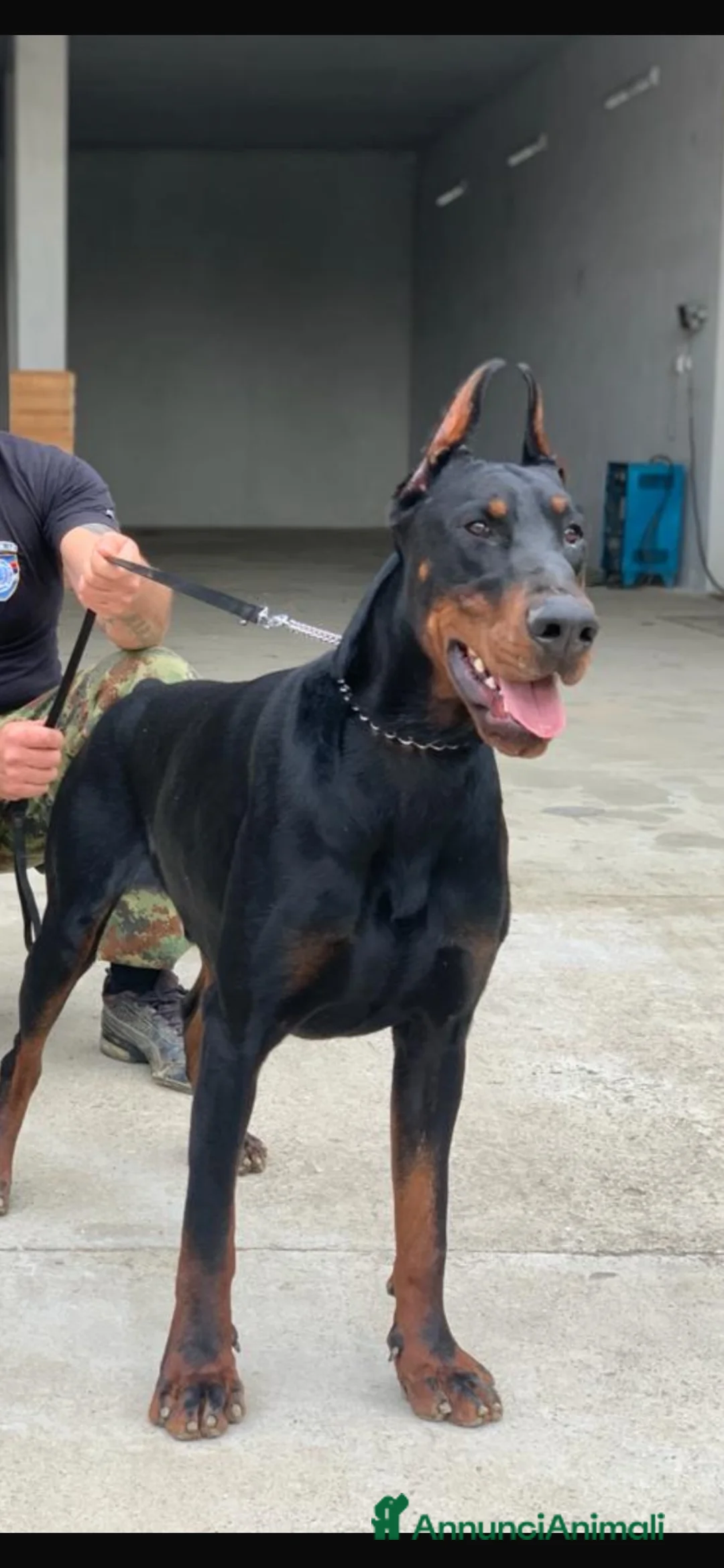 Dobermann cani in vendita: Doberman - Annuncio 1