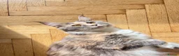 Maine Coon gatti in vendita: Maincoon xxl a Provincia di Padova - Annuncio 1
