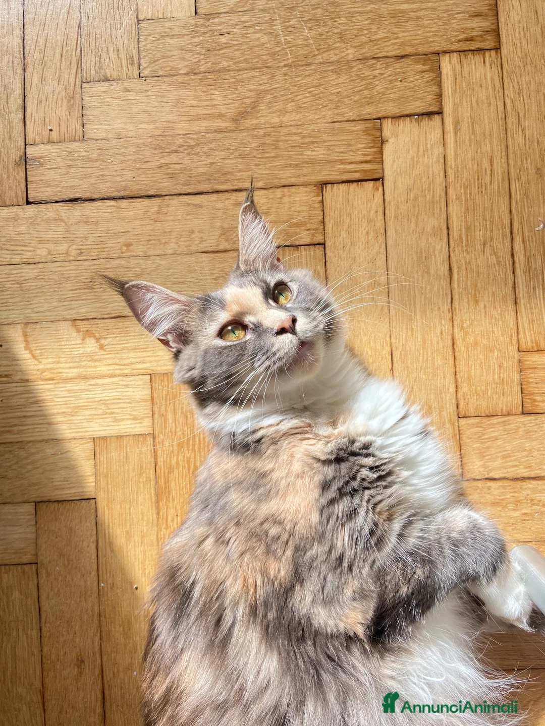 Maine Coon gatti in vendita: Maincoon xxl a Provincia di Padova - Annuncio 1