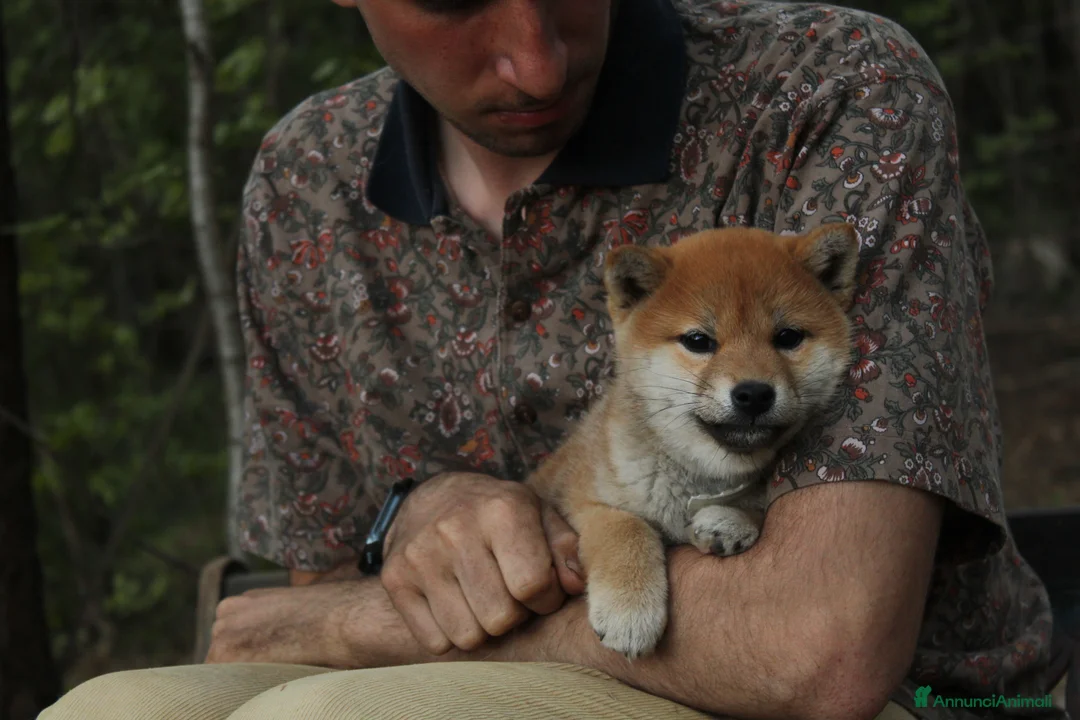 Shiba Inu cani in vendita: Shiba cuccioli con pedigree  a Provincia di Pavia - Annuncio 1